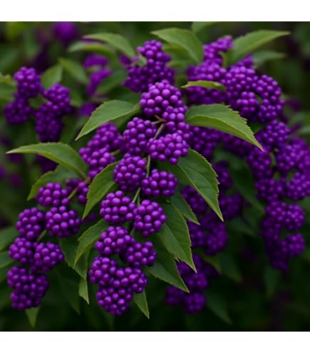 Amazon.com : Beautyberry Bushes - Pink Flowers and Purple