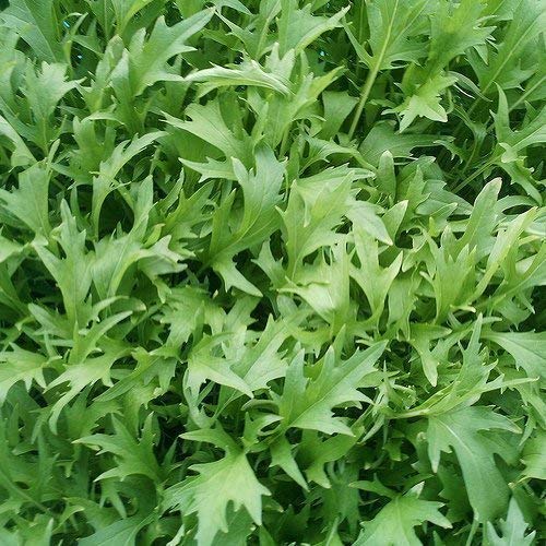 SeeKayMizuna Appx 500 Seeds - Oriental Vegetable