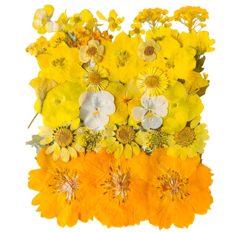 YoothBro Yellow Dried Pressed Flowers for Resin Molds,Real Natural Pressed Flowers for DIY Art Crafts,Candle Making, Nails Décor,Soap Making, Phone Case