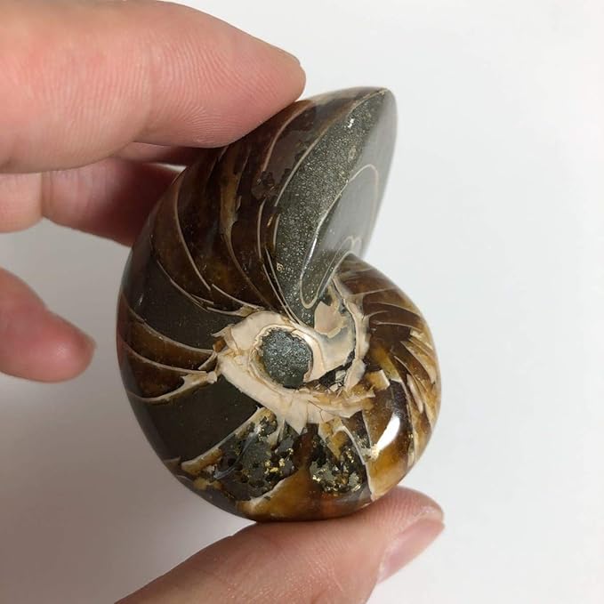 Amazon Co Jp No 4005 1点もの オーム貝化石 オーム貝 化石 化石標本 マダガスカル産 Nautiloid オウム貝 オウムガイ 現物販売 ホーム キッチン