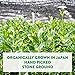 Tenzo Tea (Whisk Included in Box) - Ceremonial Grade Matcha Green Tea Powder (For Sipping as Tea) - USDA Organic, Kosher, Vegan, Paleo/Keto Friendly (30 Gram + Whisk)
