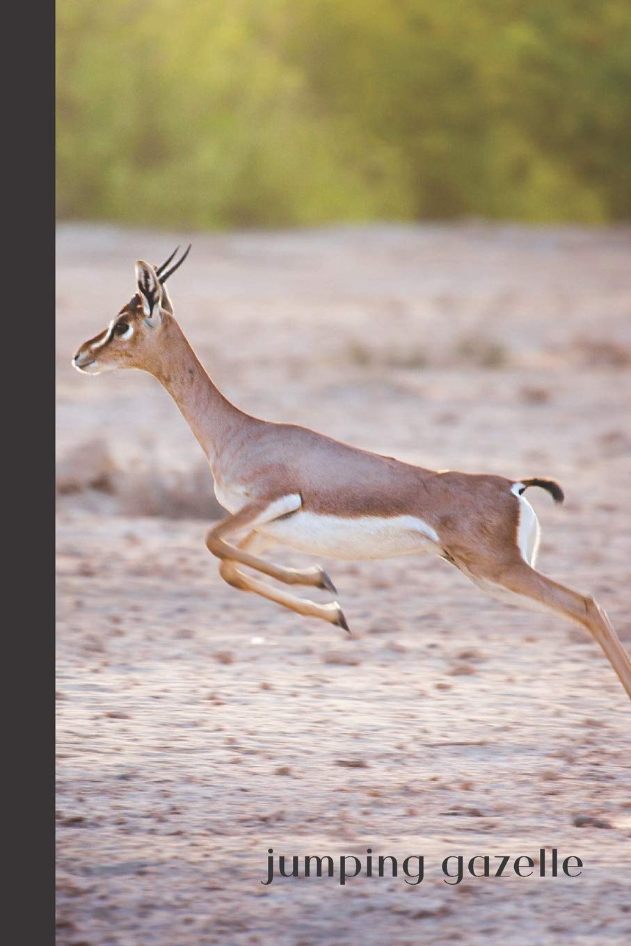 zappos gazelle