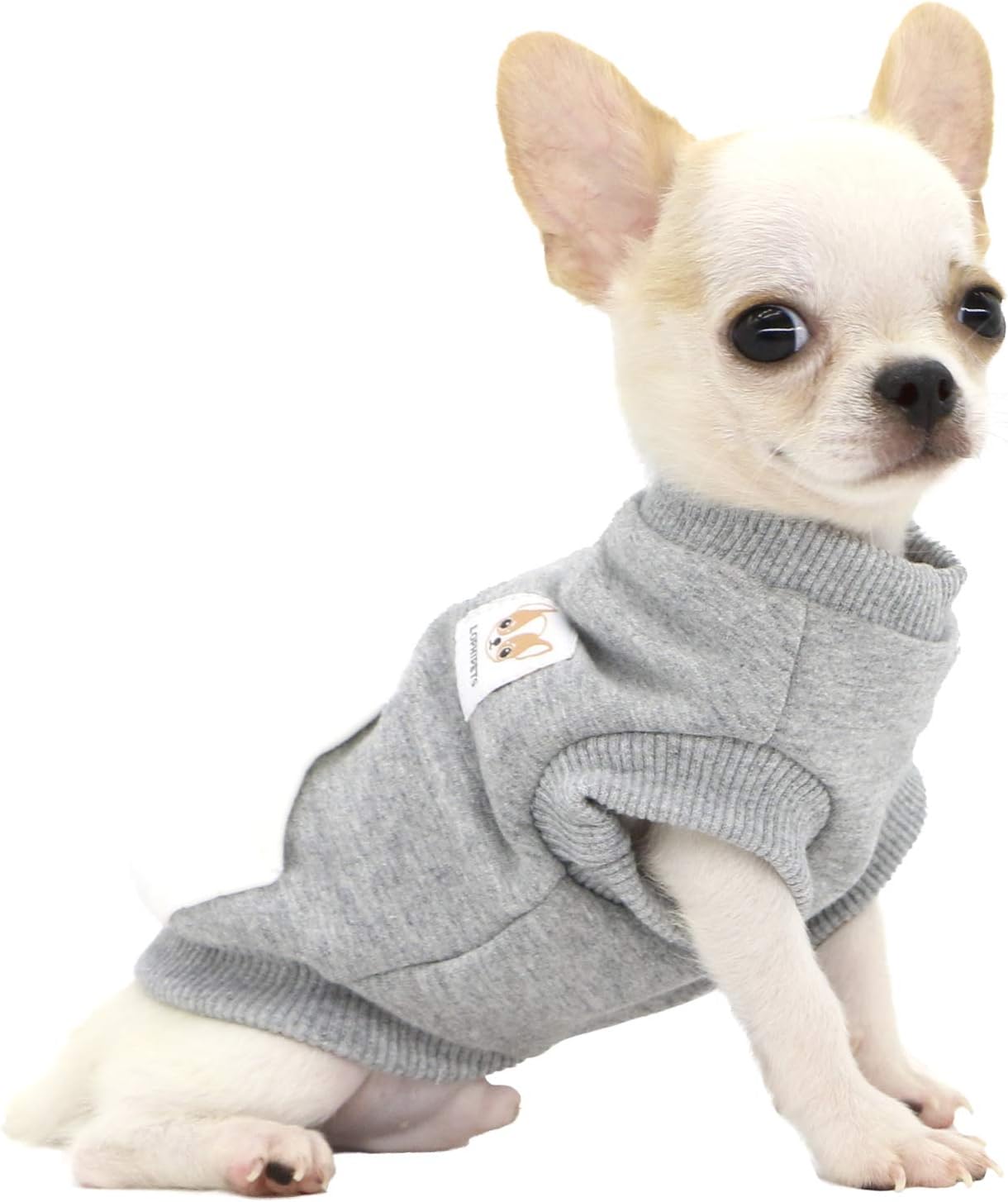 grey chihuahua