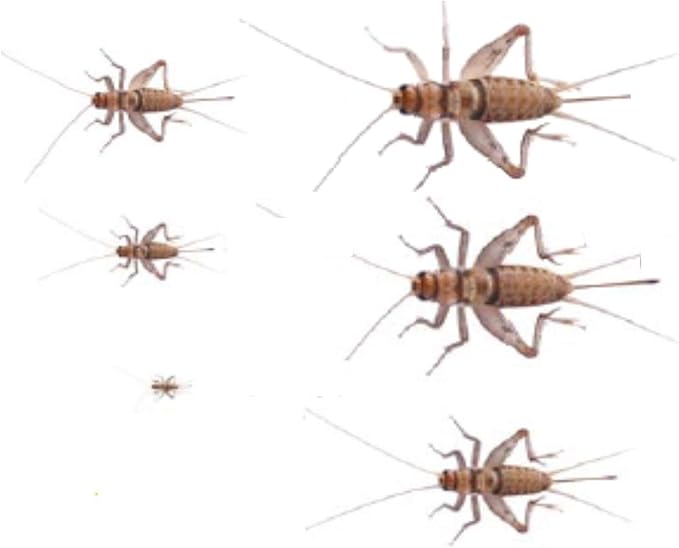 The Mealworm Company LIVEFOODS DIRECT CSM1000 Banded Crickets Sm/Med