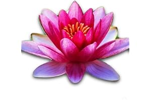 GREENPRO Nymphaea Attraction Red Hardy Water Lily Tuber Rhizome Live Aquatic Plants for Pond Water Garden