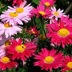 Outsidepride 10000 Seeds Perennial Chrysanthemum