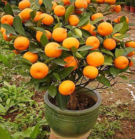 Coconut Lagoon Live Dwarf Orange Plant Tangerine (Santra) Bonsai with Fruits
