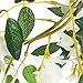Felice Arts 2 Pcs White Artificial Wisteria Flowers Garland Fake 6.6 Feet Wisteria Vine Green Leaf Hanging Flower for Wedding Arch Party Garden Wall Floral Table Runner Backdrop Outdoor Decor