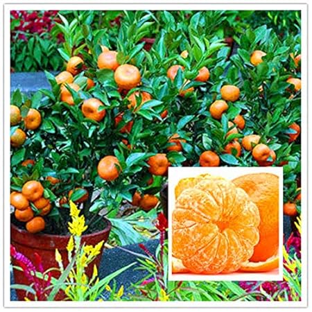 Creative Farmer Live Plants For Garden Orange Indoor Plant Bonsai Suitable Orange Plant Plant Plant For
