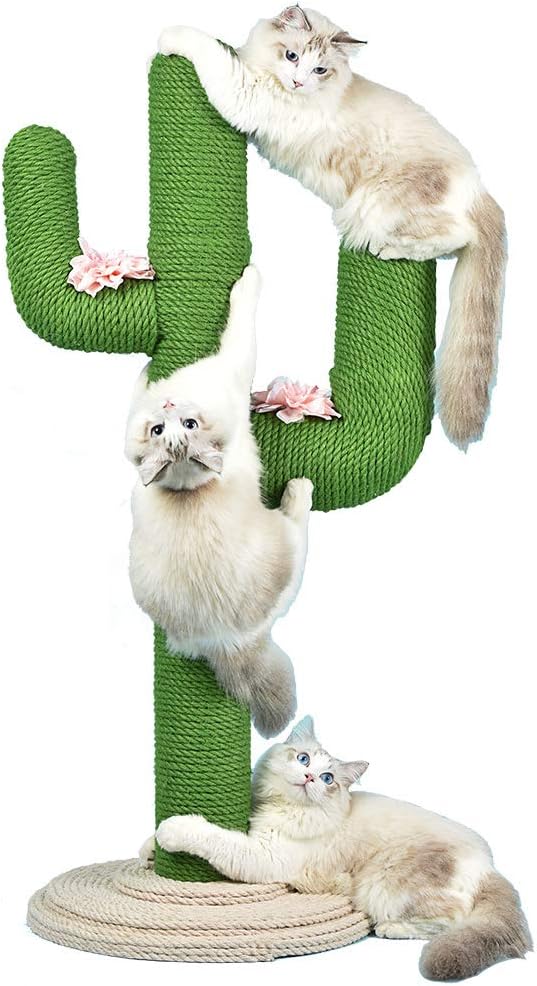 Cactus Chat Griffoir Avec Corde En Sisal Chat Griffe Griffoir Cactus Pour Chats Chatons Jouets Interactifs Pour Chat Peluche Sisal Griffe Pole Meubles Pour Chat Animalerie Activite Arbre Amazon Fr Sports Et Loisirs Cactus Chat Griffoir Avec Corde En Sisal Chat Griffe Griffoir Cactus Pour Chats Chatons Jouets Interactifs Pour Chat Peluche Sisal Griffe Pole Meubles Pour Chat Animalerie Activite Arbre Amazon Fr Sports Et Loisirs