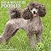 Just Toy & Miniature Poodles 2017 Wall Calendar (Dog Breed Calendars)