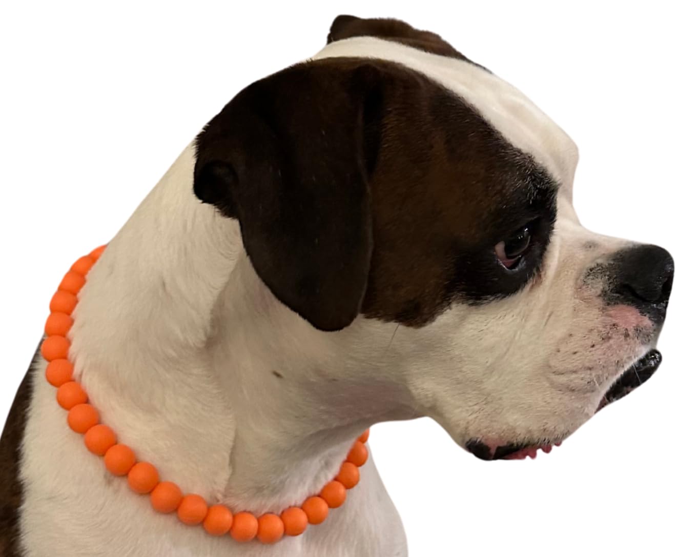 Dog Necklace