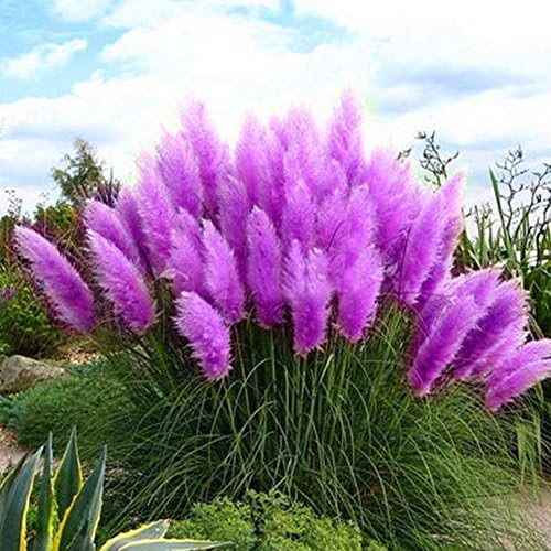 Rose Iris Tectorum Sunflower Cobaea Scandens Seed,100Pcs Pampas Grass Cortaderia Selloana Flower Reed Seeds Garden Plant Decor - Purple Pampas Seeds