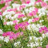 Outsidepride 1000 Seeds Annual Cleome Spider Flower
