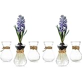 Small Glass Vases for Centerpieces - Hewory 6pcs Clear Mini Hyacinth Avocado Growing Bud Vase Bulk, Cute Tiny Flower Bulb Forcing Plant Containers Set for Wedding Home Living Room Table Decorations