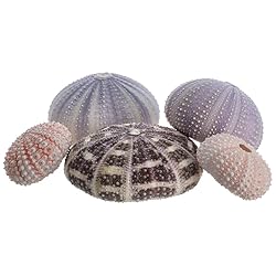 Sea Urchins Shells for Air Plants - 5 Assorted
