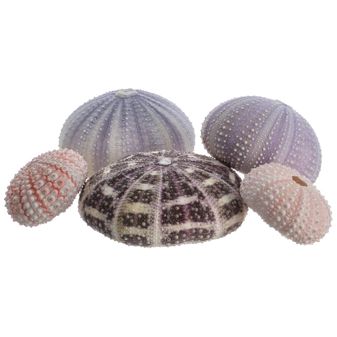 Sea Urchins Shells for Air Plants - 5 Assorted