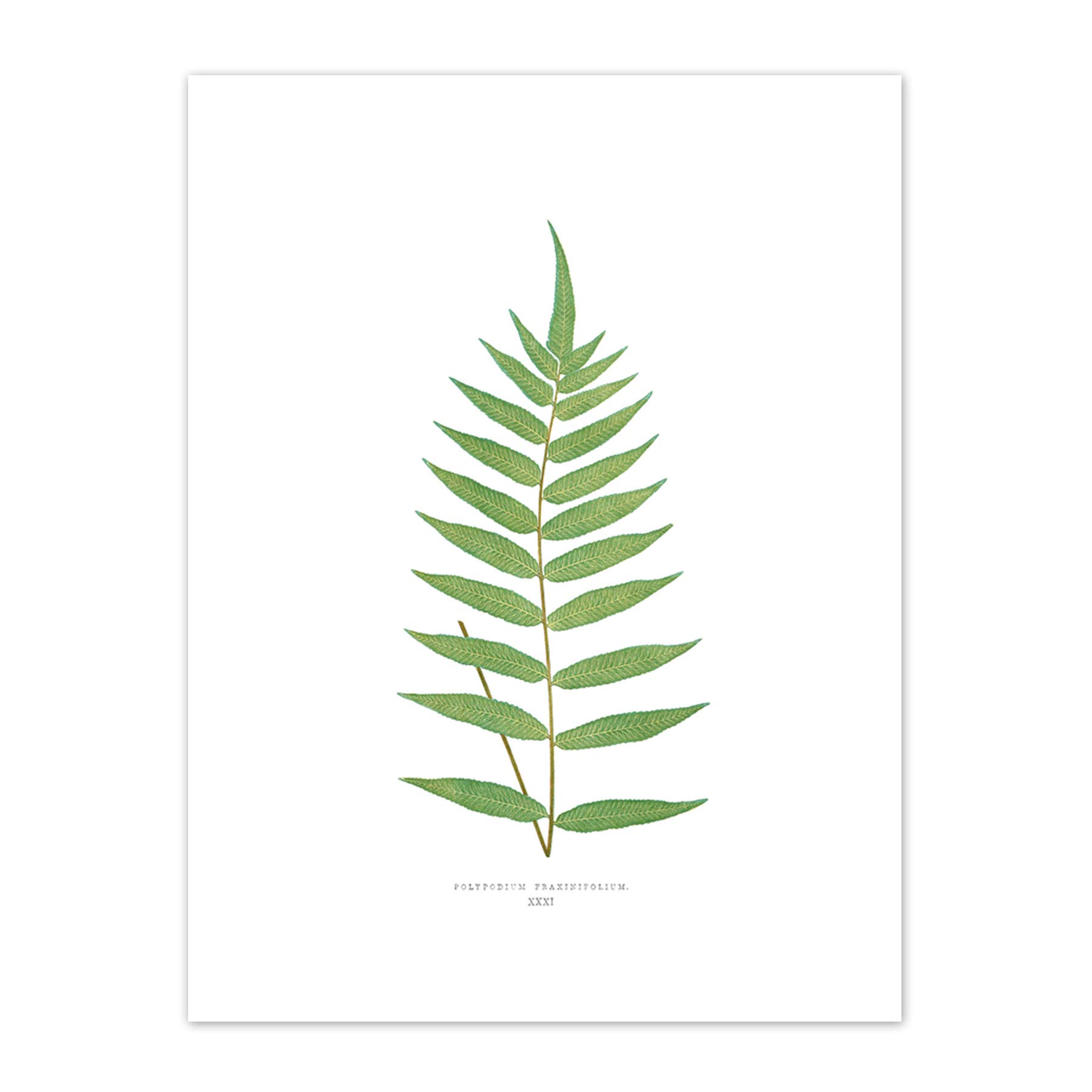 Wee Blue Coo Fern Polypodium Fraxinifolium Art Print Canvas Premium Wall Decor Poster