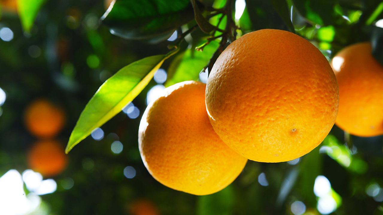 фрукты оранжевого цвета. хелло оранжевый. Orange tree. Are your oranges. Are your oranges.