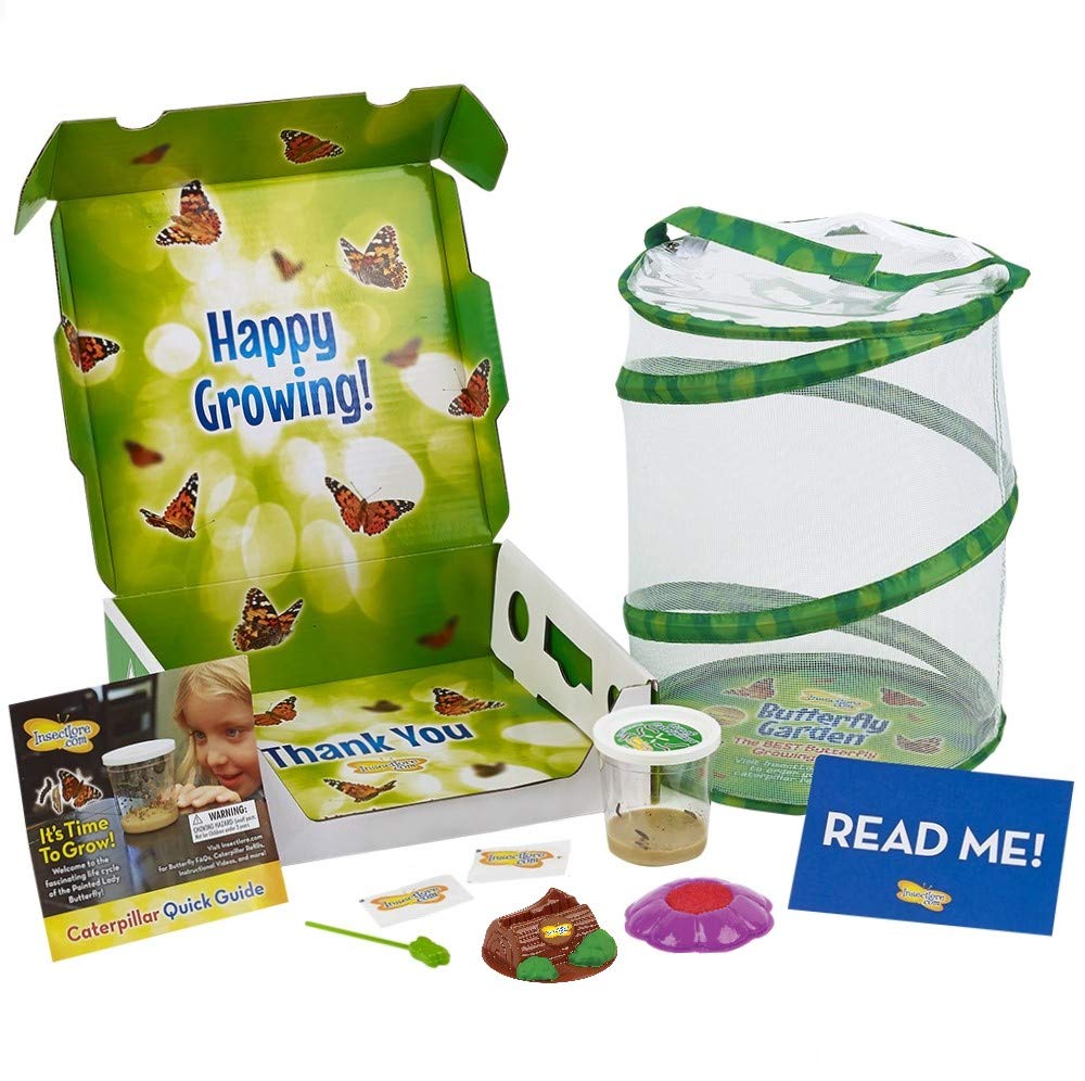 Insect Lore Butterfly Garden Original Habitat and Live Cup of