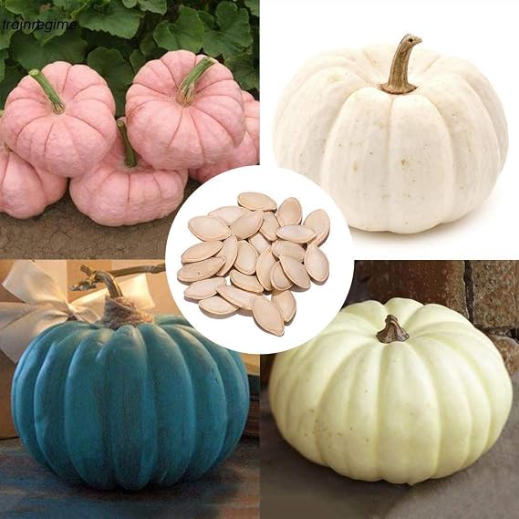 AGROBITS Tipo 12: 20P jardín de Calabaza Semillas Huerto de ...