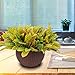 Homes Garden 10.5 in. Dia Plastic Resin Rattan Hanging Planter Brown (2-Pack) Flower Plant Hanging Basket for Home Office Garden Porch Balcony Indoor Outdoor Decoration Gift #G727A00