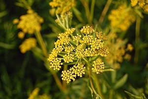 Golden Alexander, Golden Zizia, Yellow Perennial, 95 Seeds : Seeds Only