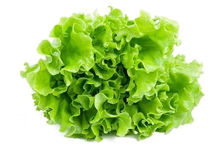 Creative Farmer Vegetable Seeds Lettuce Keerai Seeds - Lettuce Green ?Seeds Seeds Winter Season Home Garden Seeds