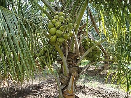 Advancedestore Qualitative Hybrid Live Plant Kerala Coconut Tree Plant 4 feet already grown+ 100 GM vermicompost FREE