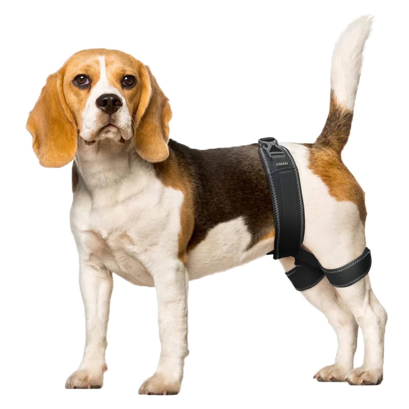 Photo 1 of CHAMIN Dog Hip Brace – Support Harness for Hip Dysplasia, Joint Pain Relief, Prevents Hip Joint Issues, Orthopedic Support for Dogs(Medium)
