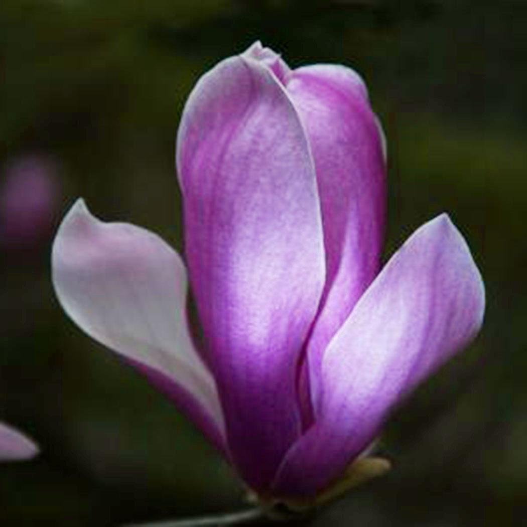 FastDirect Semillas de Magnolia Multicolor Semillas de Flores 20 ...