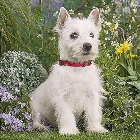 albino westie