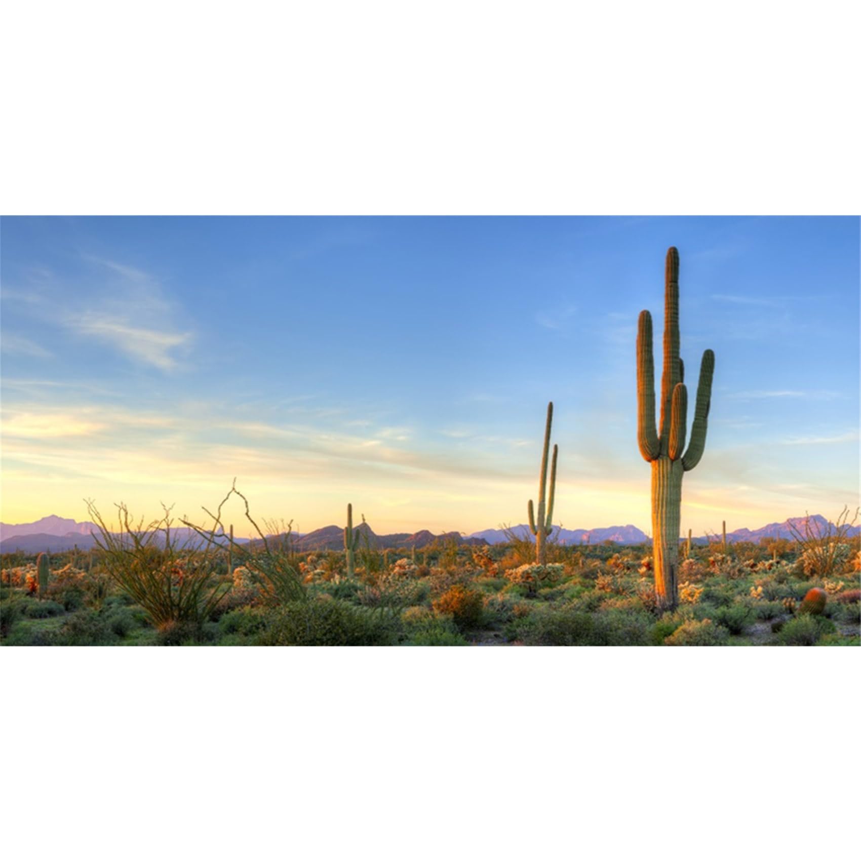 MIRRORANG 180x46cm Terrarium Background Blue Sky Mountain Huge Cactus Sun and Gobi Reptile Habitat Background Durable Vinyl Background