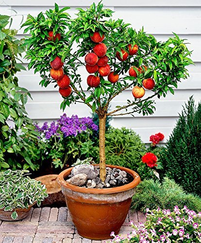 Organic Rainbow Blend Carrot 150 Seeds Heirloom Non-gmo Rare Healthy Flavorful