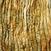 Wool Roving Hand Dyed. Super Soft BFL Combed Top Pre-Drafted for Easy Hand Spinning. Artisanal Craft Fiber ideal for Felting, Weaving, Wall Hangings and Embellishments. 1 Ounce. Old Gold
