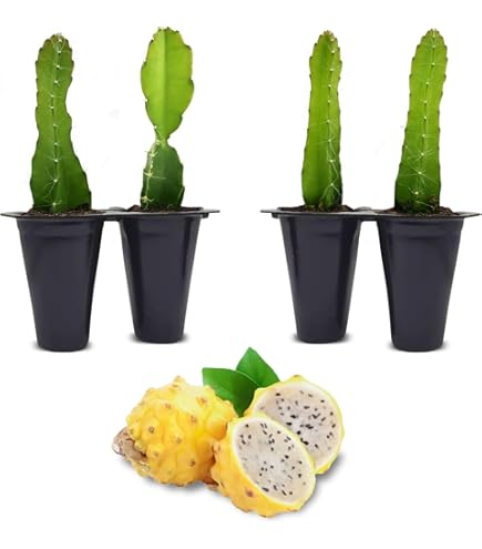 Amazon.com : 12" Dragon Fruit Cactus Plant W/Pot Hylocereus Undatus Pitaya  SELF Pollinating : Patio, Lawn & Garden