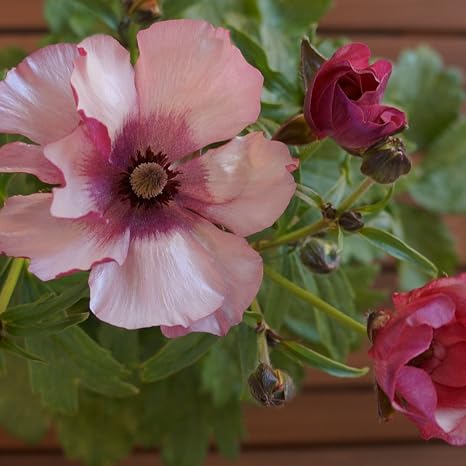 Amazon ラナンキュラス ラックスシリーズ エウロペ 5号鉢 花鉢植え 花 ギフト プレゼント 贈答品 ホワイトデー 誕生日 エウロペ 観葉植物 オンライン通販