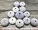 Nautical Crush Trading Sea Urchins Shells for Air Plants - 12 Purple (1.5-2.5