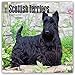 Scottish Terriers 2018 12 x 12 Inch Monthly Square Wall Calendar, Animals Dog Breeds (Multilingual Edition)