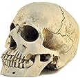 ENNAS 1:1 Resin Skull Head Model Simulation Skeleton Head Medical Skull Art Copy for Halloween Decor