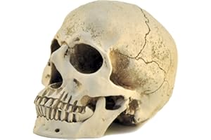 ENNAS 1:1 Resin Skull Head Model Simulation Skeleton Head Medical Skull Art Copy for Halloween Decor