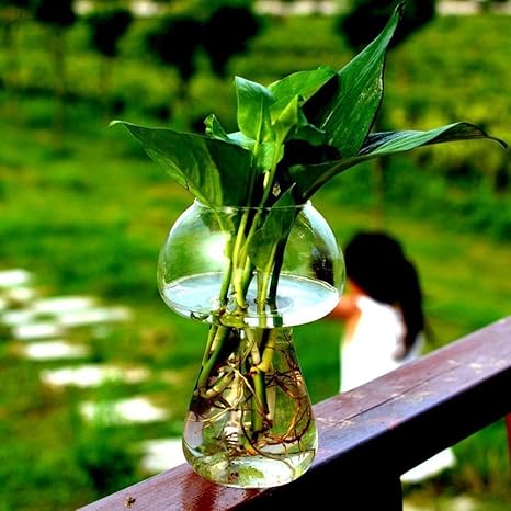 Amazon エレガントな テラリウム モダンなスタイルの装飾植物ライブ観葉植物 盆栽の装飾水耕プラントのためのキノコの種類の植物 シンプルでエレガントな Size L 花器 インテリアボウル オンライン通販