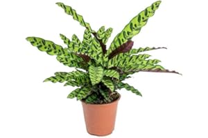ARTIST UNKNOWN Rattlesnake Live Plant Calathea lancifolia Easy House Plant 4" Pot Indoor - USA_Mall