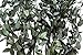 SuperMoss (10001) Dried Flowers, 3.5 oz., Parvifolia, Green