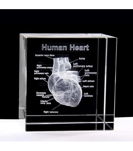Amazon.com: 3D Human Heart Anatomical Model Paperweight(Laser