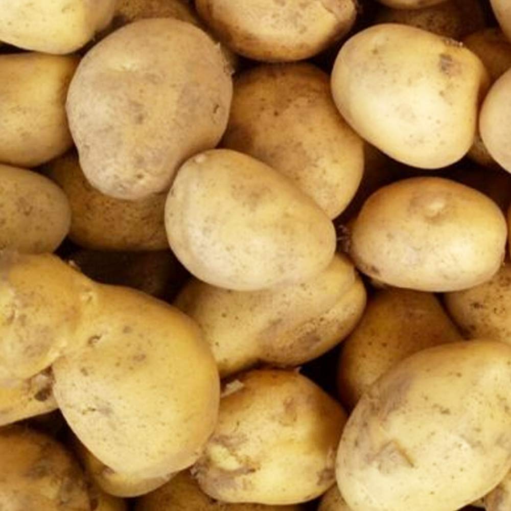 10 x Seed Potatoes Sharpes Express- RHS Award of Garden Merit- Grow Your Own Potatoes - for Your Kitchen Garden