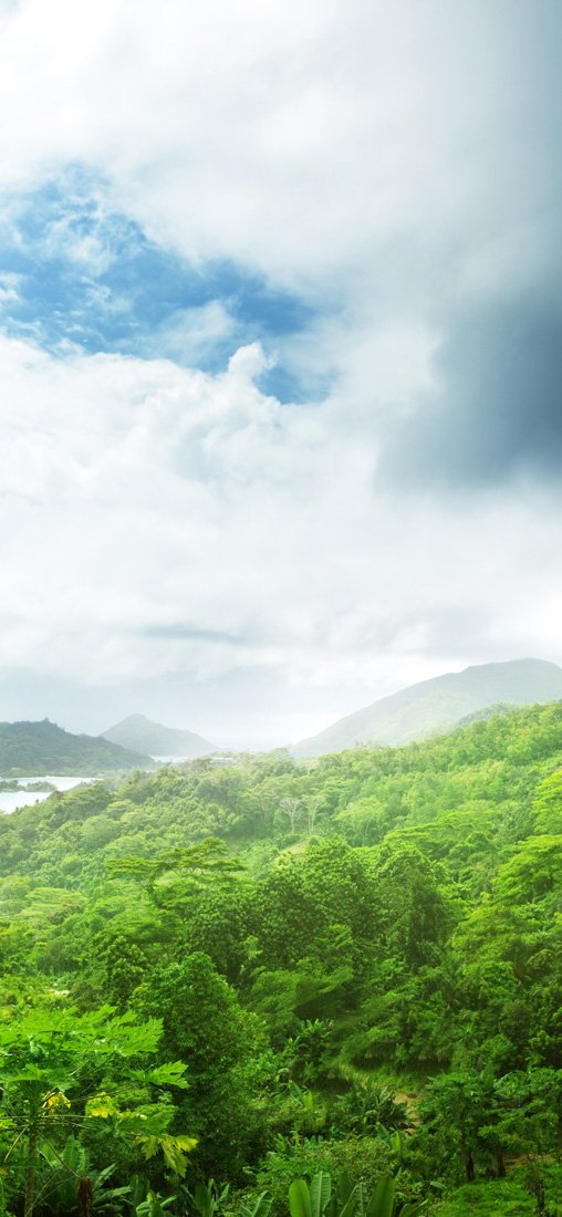 PeelitStickit Jungle Forest Wallpaper Design, Wall Mural ID-013, vinyl