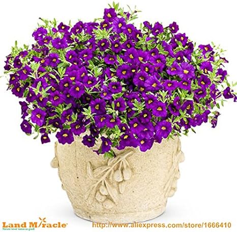 Amazon Co Jp 100seeds パープルハイブリッドカリブラコアペチュニアの種 チャーミングペチュニアフラワー種子 ペチュニア鉢植えの種子 盆栽のバルコニーの花 ホーム キッチン