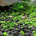 Homedeco Aquarium Glossostigma Hemianthus Callitrichoides Seeds Water Grass Easy Aquatic Live Plant Fish Tank Decoration Landscape Ornament