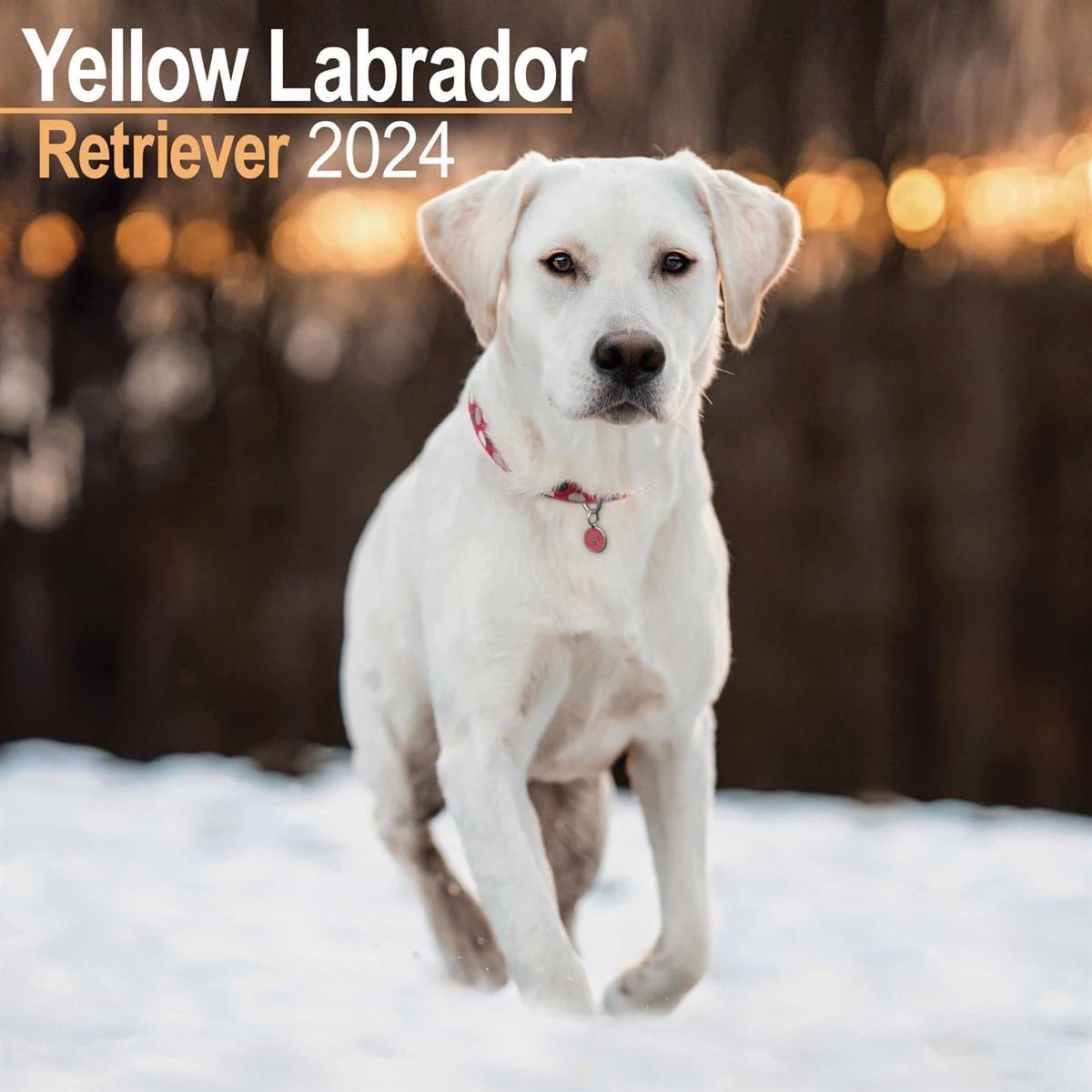Labrador Ret (Yellow) Calendar 2024 | Square Dog Breed Wall Calendar - 16 Month